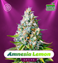 Shayana_Seeds_Amnesia_Lemon_Auto.jpg Amnesia Lemon - auto & fem