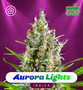 Shayana_Seeds_Aurora_Lights_Auto.jpg Aurora Lights - Auto & Fem
