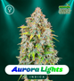 Shayana_Seeds_Aurora_Lights_Fem.jpg Aurora Lights - Auto & Fem