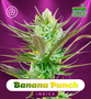Shayana_Seeds_Banana_Punch_Auto.jpg Banana Punch - auto & fem