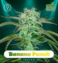 Shayana_Seeds_Banana_Punch_Fem.jpg Banana Punch - auto & fem