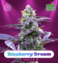 Shayana_Seeds_Blueberry_Dream_autoflower.jpg Blueberry Dream - auto & fem