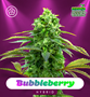 Shayana_Seeds_Bubbleberry_autoflower.jpg Bubbleberry - auto & fem