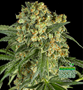 Shayana_Seeds_Critical_Cannabis.jpg Critical - auto & fem