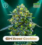 Shayana_Seeds_GSC.jpg Girl Scout Cookies - feminized