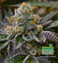 Shayana_Seeds_GSC_cannabis.jpg GIRL SCOUT COOKIES - feminised