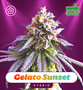 Shayana_Seeds_Gelato_Sunset_autoflower.jpg Gelato Sunset - auto & fem