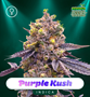 Shayana_Seeds_Purple_Kush_Fem.jpg Purple Kush - auto & fem