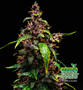 Shayana_Seeds_Purple_Kush_Plant.jpg PURPLE KUSH - autoflower