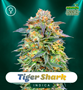 Shayana_Seeds_TIGERSHARK.jpg Tiger Shark - feminized