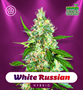 Shayana_Seeds_White_Russian_Auto.jpg White Russian - Auto & Fem