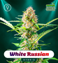 Shayana_Seeds_White_Russian_Fem.jpg White Russian - Auto & Fem